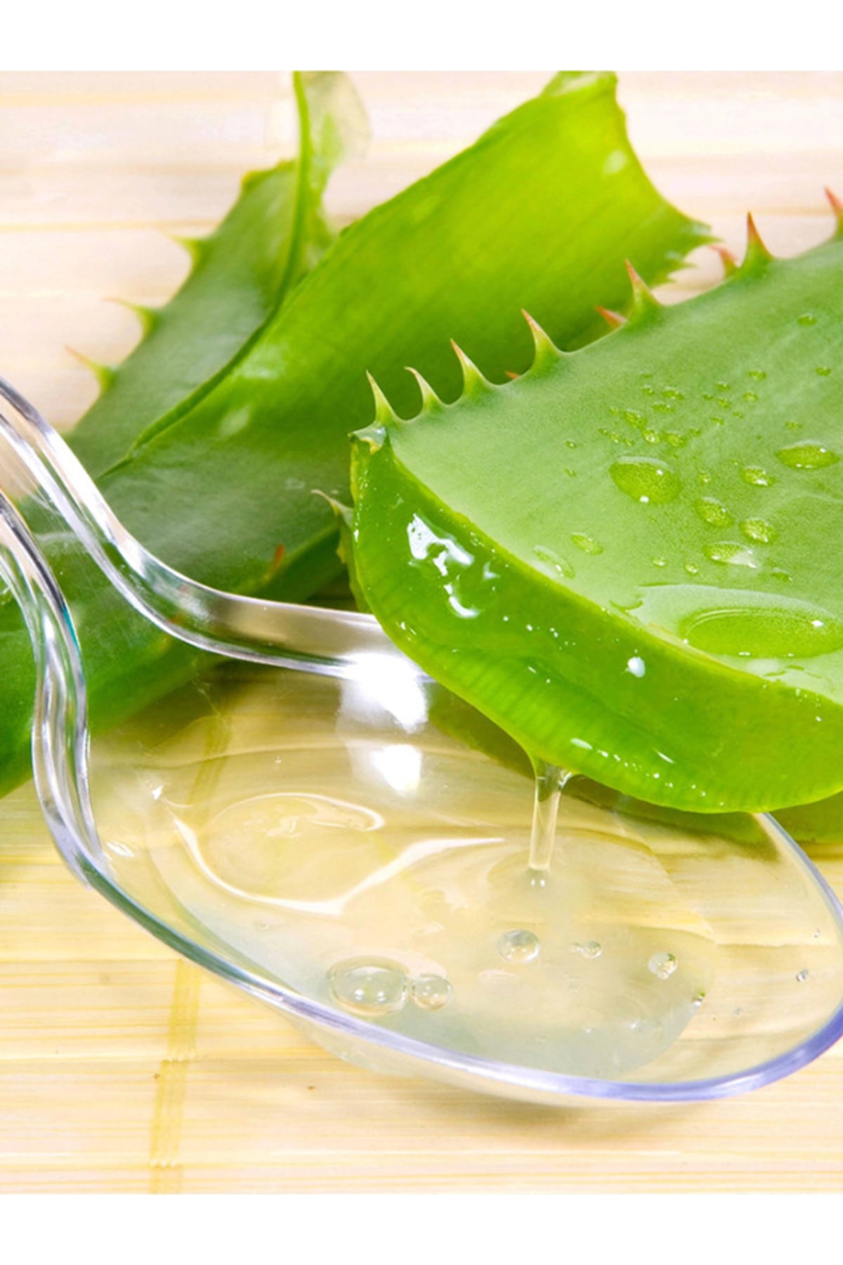 BIONULA Aloe Vera Iç Mekan Süs Bitkisi ( 8 Adet ) Sürpriz Hediye